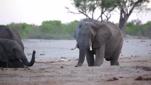 Elefant geht in einer Wasserstelle auf andere zu