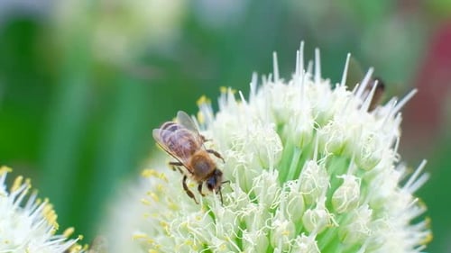 Bee Collects Pollen from White Flower in Garden