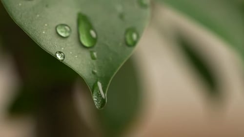 Wassertropfen auf einem Blatt 78