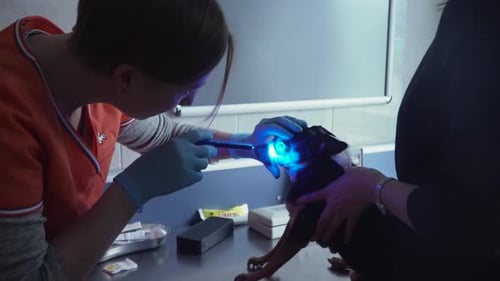 Veterinarian Examining Small Dog's Ear at Clinic
