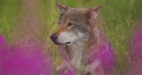 Gray Wolf Resting in Green Grass