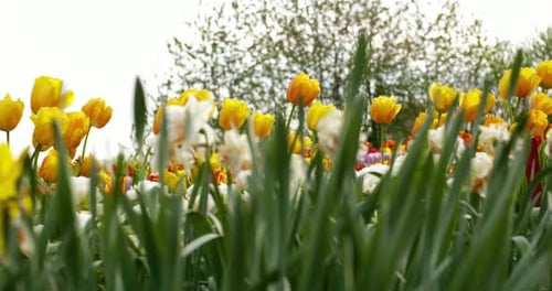 Tulpen auf dem landwirtschaftlichen Feld Holland