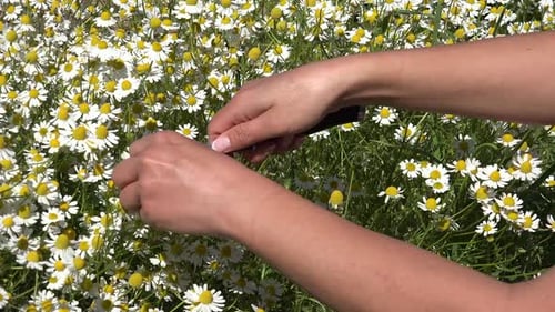 Camomille ou culture d'un jardin d'herbes médicinales 8