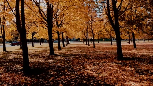 Flying Through Orange Autumn Tree Alley in the Park