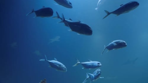 Species of Soft Corals and Fishes, Lillac Aquarium Under Violet or Ultraviolet Uv Light. Purple