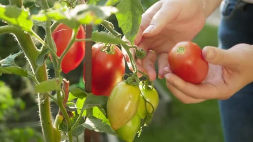 Female Gardener Picking Ripe Red Tomatos in Backyard Garden