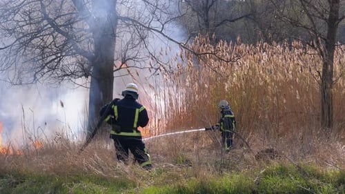 Two Firefighters in Equipment Extinguish Forest Fire with Fire Hose. Slow Motion