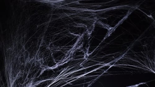 Spooky Spiderweb Against Black Backdrop