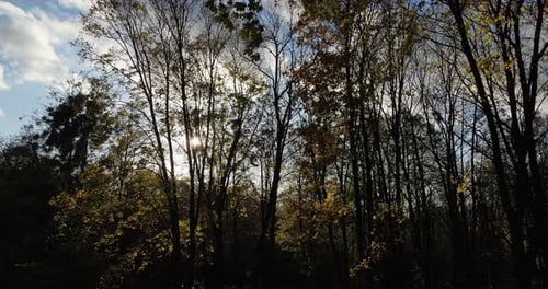 Sunlight Through Trees in Autumn Woodland