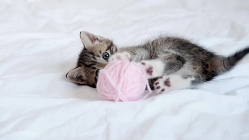 Tabby Kitten Plays With Pink Yarn Ball