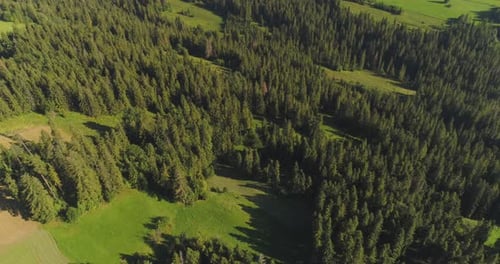 Survoler les magnifiques arbres de la forêt. Panorama du paysage.