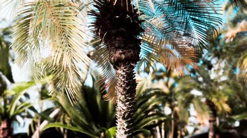Tropical Palm Tree Trunk with Swaying Green Fronds