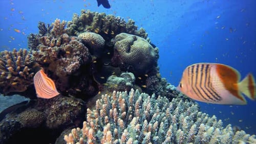 Coral Reef Marine Life