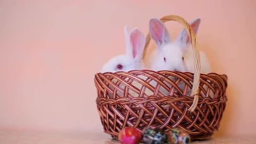 Weißes Kaninchen ist das Ostersymbol Hasen im Osterkorb