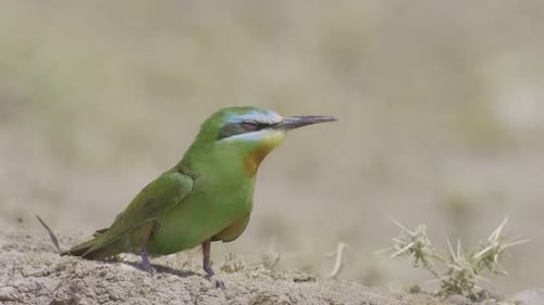 Green Bee-Eater Looking For a Partner