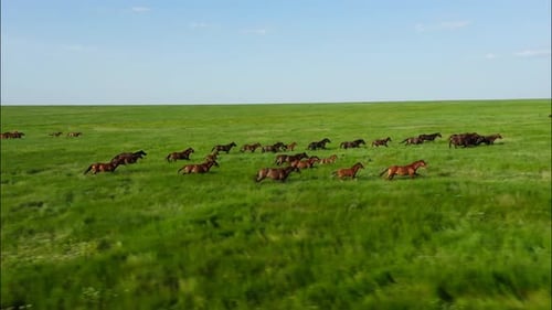 Chevaux sauvages qui courent des Mustangs sauvages sur la belle herbe verte