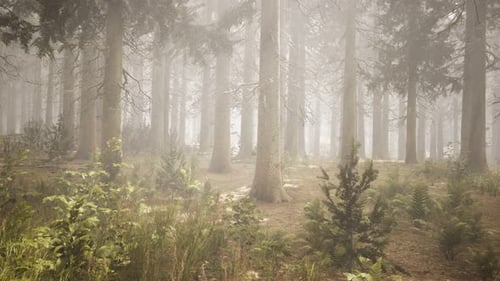 Sunbeams in Natural Spruce Forest