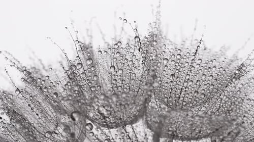 Dandelion Seeds with Water Droplets Close Up