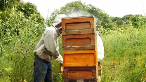 Beekeepers Inspect Beehive in Rural Setting