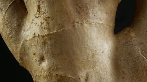 Close-up of Fresh Ginger Root