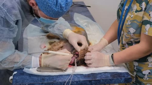 Cleaning of Teeth in a Dog Under Anesthesia