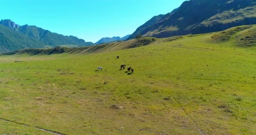 Flug über Wildpferdeherde auf Wiese