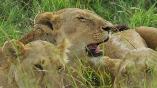 Close up view of lionesses resting