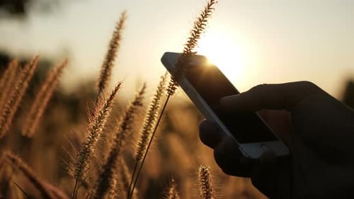 Hand Using Smartphone in Golden Field at Sunset