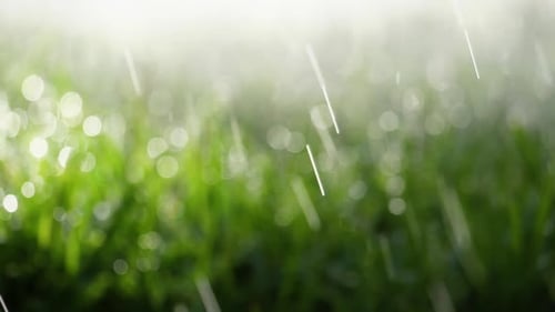 Rain Falling on Fresh Green Grass Close Up
