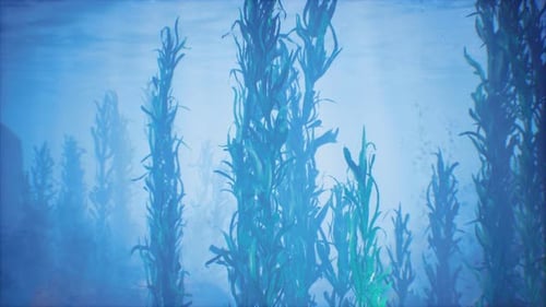 Underwater Grass Forest of Seaweed