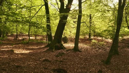 Through the Trees in the Forest