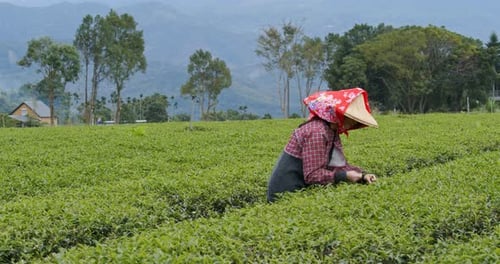Woman pick green leave in the tea farm