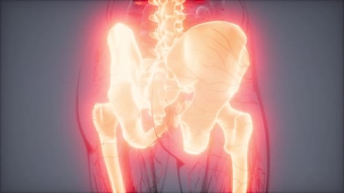Transparent Human Body with Visible Bones