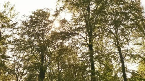 Trees in the Forest with Sun Hiding Tall Branches