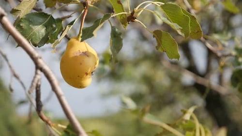 Séquence au ralenti de branches d'arbres du Pyrus communis en gros plan en HD 1920 x 1080 - Savoureux pois jaune biologique