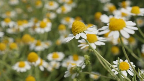 Common Chamomile white spring flower close-up 4K 2160p 30fps UltraHD footage - Herbaceous plant Mat