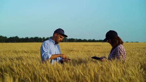 Agronomists checking ripeness of crops in wheat field in summer
