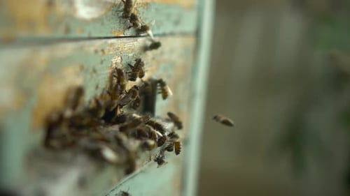 Honey Bees Swarming Around a Weathered Hive Entrance