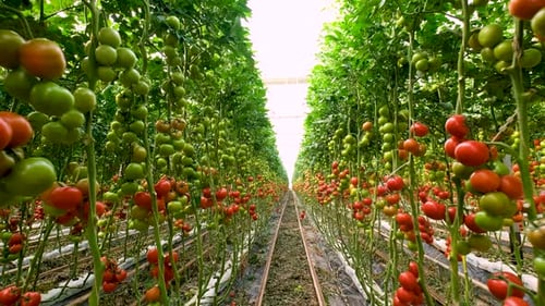 Greenhouse Growing Rows of Ripening Tomatoes