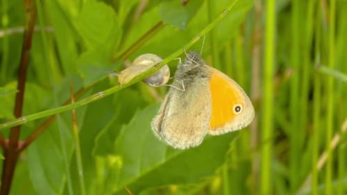Butterfly On Flower 5