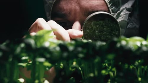 Scientist Examining Green Sprouts with Magnifying Glass