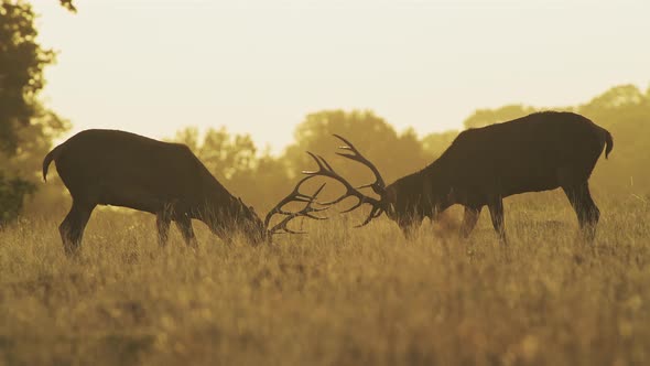 Male Red Deer Stag (cervus elaphus) during deer rut, rutting and ...