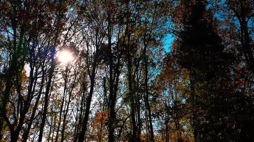 Arbres de forêt d'automne au soleil