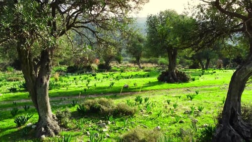 Nature Trees in Early Summer Aerial View of Beautiful Green Forest with Olive Trees in Sunny Weather
