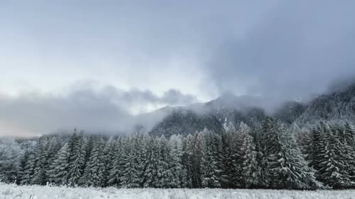Winterwald mit bewölktem Himmel