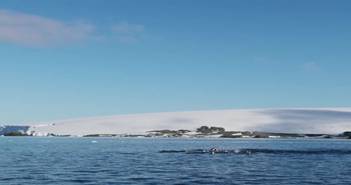 Penguins Porpoising in Antarctic Waters near Glaciers