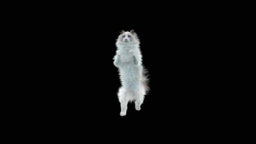 Katze Walking HD