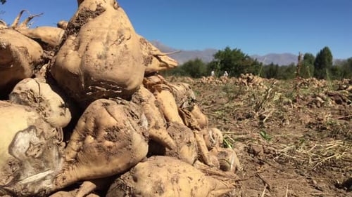 Harvested Sugar Beets in Rural Field on Sunny Day