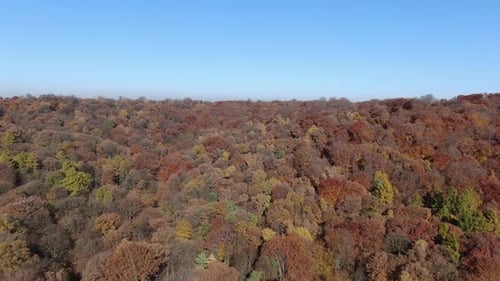 Colorful trees in the forest during fall season, aerial shot