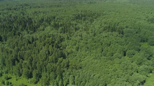 Flight Over the Green Forest.